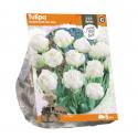 Baltus Tulipa Double Late Ice Age tulpen bloembollen per 5 stuks